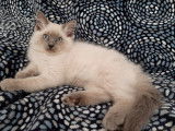 Magnifique chatons Ragdoll LOOF