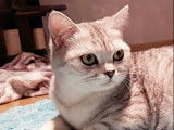 Maman, British Shorthair Black Silver Tabby Spotted