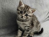 Chaton de notre femelle Black Silver Tabby