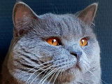 ! Magnifique mâle British Shorthair !
