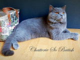 Le futur papa, un magnifique British Shorthair Blue