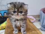 Chatons Persan LOOF &agrave; vendre