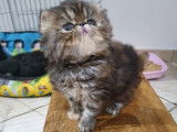 Chatons Persan LOOF &agrave; vendre