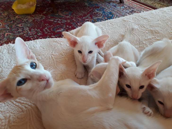 3 chatons Siamois modernes à vendre (3 mâles)