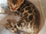 Chatons Bengal de très haute qualité