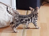 Chatons Bengal de très haute qualité