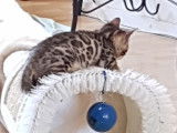 Chatons Bengal de très haute qualité