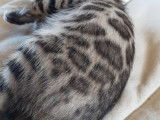 Chatons Bengal de très haute qualité
