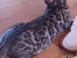Chatons Bengal de très haute qualité