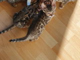 Chatons Bengal de très haute qualité
