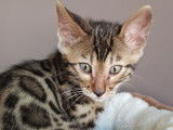 Chatons Bengal de très haute qualité
