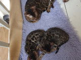 Chatons Bengal de très haute qualité