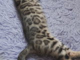 Chatons Bengal de très haute qualité