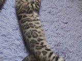 Chatons Bengal de très haute qualité