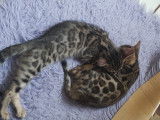 Chatons Bengal de très haute qualité