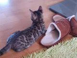 Chatons Bengal de très haute qualité