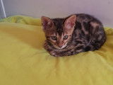 Chatons Bengal de très haute qualité