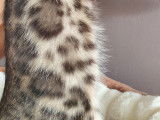 Chatons Bengal de très haute qualité