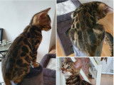 Chatons Bengal de très haute qualité