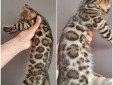 Chatons Bengal de très haute qualité