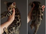 Chatons Bengal de très haute qualité