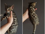 Chatons Bengal de très haute qualité