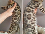 Chatons Bengal de très haute qualité
