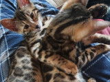 Chatons Bengal de très haute qualité