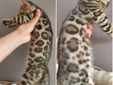 Chatons Bengal de très haute qualité