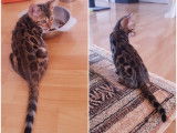 Chatons Bengal de très haute qualité