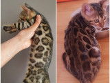 Chatons Bengal de très haute qualité