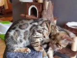 Chatons Bengal de très haute qualité