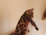 Chatons Bengal de très haute qualité