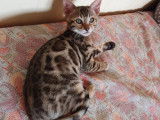 Chatons Bengal de très haute qualité