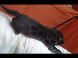 Chatons Bengal de très haute qualité
