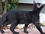 Chatons Bengal de très haute qualité