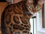 Chatons Bengal de très haute qualité