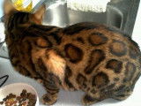 Chatons Bengal de très haute qualité