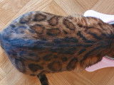 Chatons Bengal de très haute qualité