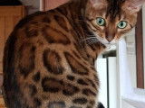 Chatons Bengal de très haute qualité