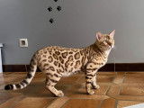 Chatons Bengal de très haute qualité