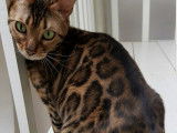 Chatons Bengal de très haute qualité