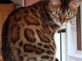 Chatons Bengal de très haute qualité