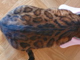 Chatons Bengal de très haute qualité