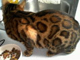 Chatons Bengal de très haute qualité