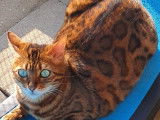 Chatons Bengal de très haute qualité
