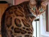 Chatons Bengal de très haute qualité