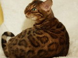 Chatons Bengal de très haute qualité