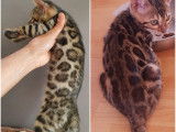Chatons Bengal de très haute qualité