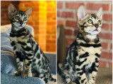 Chatons Bengal de très haute qualité